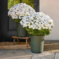 💥Last Day Each Only $2.59- Artificial Outdoor Sunset Mums Flowers - UV resistant, Waterproof, Windproof