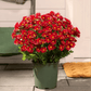 💥Last Day Each Only $2.59- Artificial Outdoor Sunset Mums Flowers - UV resistant, Waterproof, Windproof