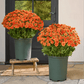 💥Last Day Each Only $2.59- Artificial Outdoor Sunset Mums Flowers - UV resistant, Waterproof, Windproof